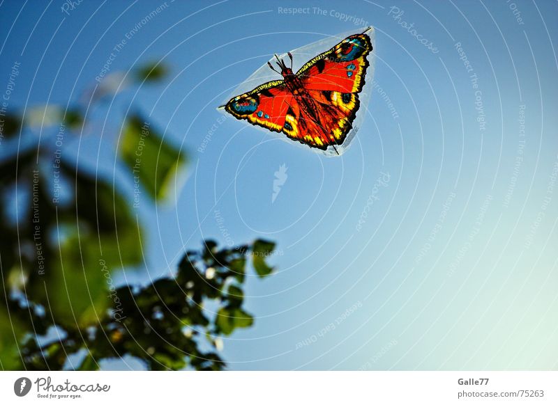 feel free Drache Sommer Schmetterling Sonne Drachenfliegen Himmel frei Freiheit