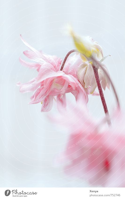 Zarter Blick Umwelt Natur Pflanze Blume Blüte Garten Blühend ästhetisch rosa Romantik ruhig zart verträumt hell weich Gedeckte Farben Detailaufnahme