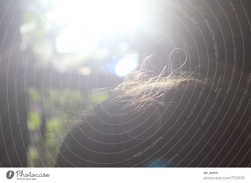 Lichter Moment feminin Kopf Haare & Frisuren 1 Mensch Umwelt Natur Pflanze Himmel Sonne Sonnenlicht Frühling Sommer Klima Schönes Wetter Baum Garten langhaarig