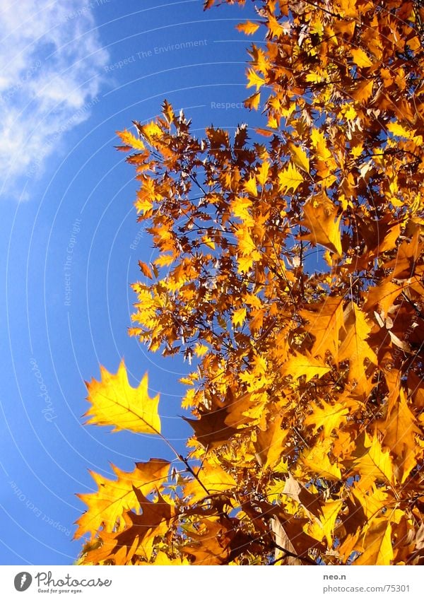 Ein Tag im Herbst ³ Himmel Wolkenloser Himmel Sonnenlicht Schönes Wetter Baum Blatt Wald blau gold orange Farbe Natur Farbfoto Außenaufnahme Sonnenstrahlen