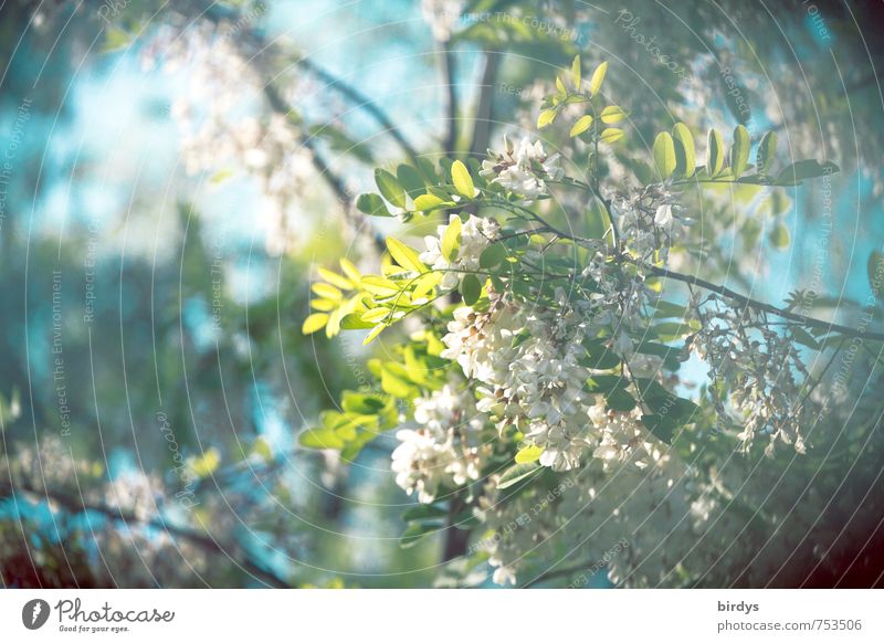 duftende Robinie Natur Pflanze Himmel Frühling Sommer Baum Ast Blatt Blüte Akazie Blühend Duft ästhetisch natürlich positiv blau grün türkis weiß