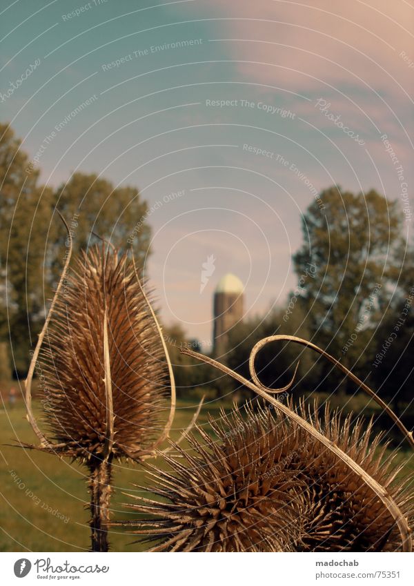 DO THE CARLITOS Natur Baum Grüner Daumen Himmel Wolken schlechtes Wetter himmlisch Götter Unendlichkeit Herbst Sommer Gebäude Utrecht Niederlande schön rosa