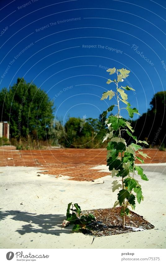 Kleiner Goliath II Baum Blatt baufällig grün Mut Pflanze Ruine weiß Außenseiter Insolvenz Himmel blau Stein Erde tree little tree leaf abandoned building site