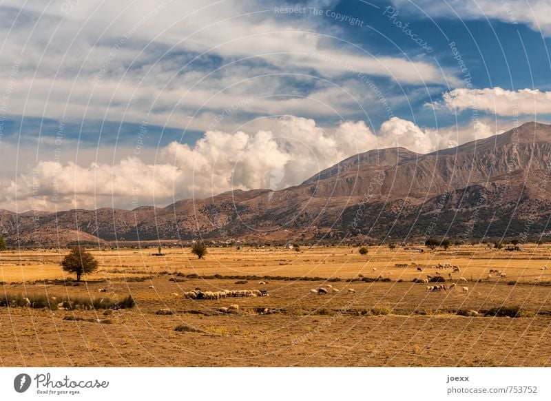 Lasithi-Hochebene Landschaft Himmel Wolken Sommer Schönes Wetter Baum Feld Berge u. Gebirge Nutztier Schafherde Herde groß schön blau braun weiß Farbfoto