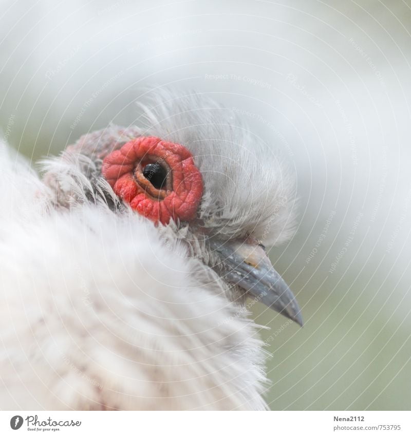 Flauschig Natur Tier Vogel Tiergesicht 1 klein weiß Tierjunges Küken Auge Schnabel Feder weich zerbrechlich Farbfoto Nahaufnahme Detailaufnahme Menschenleer