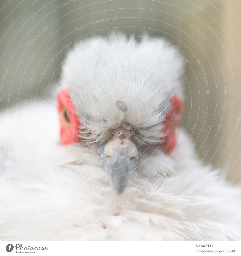 Guten Morgen... Tier Vogel Tiergesicht 1 weiß Feder Farbfoto Nahaufnahme Detailaufnahme Menschenleer Textfreiraum unten Tag Schwache Tiefenschärfe Tierporträt