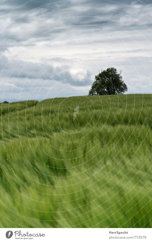 Barley field II Umwelt Landschaft Himmel Wolken Frühling schlechtes Wetter Pflanze Baum Nutzpflanze Gerste Gerstenfeld Getreidefeld Sachsen Sächsische Schweiz