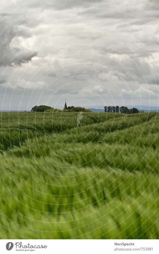 Barley field III Himmel Wolken Gewitterwolken Frühling Wind Pflanze Baum Nutzpflanze Gerste Gerstenfeld Getreidefeld Sachsen Sächsische Schweiz Kirche