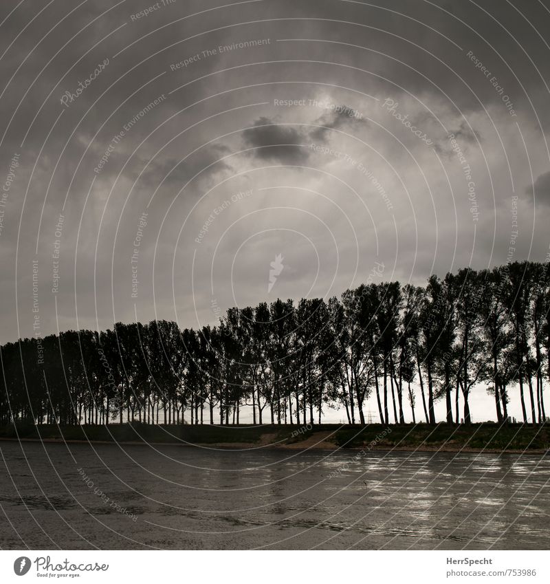 Am Labe-Ufer Natur Landschaft Himmel Wolken Gewitterwolken schlechtes Wetter Sturm Regen Baum Grünpflanze Flussufer Elbe Tschechien bedrohlich kalt grau