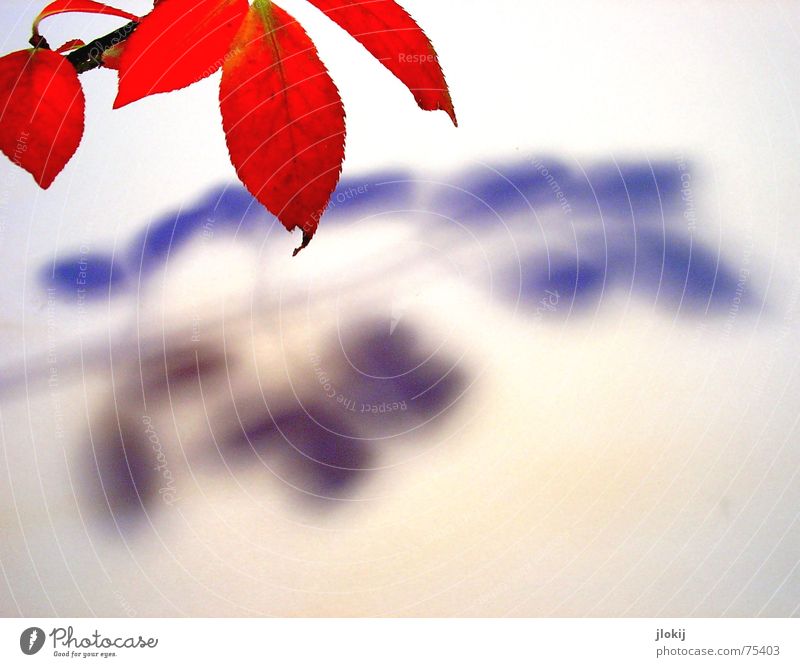 Beschattung Herbst Färbung rot Blatt Licht Pflanze Baum beobachten Zweig Ast Schatten Beleuchtung autumn leaf red branch