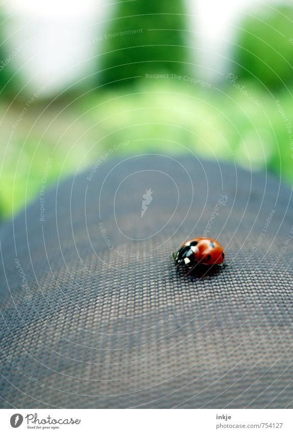 Punktlandung Lifestyle Freizeit & Hobby Beine 1 Mensch Tier Käfer Marienkäfer hocken krabbeln sitzen schön klein natürlich Neugier niedlich grün rot Gefühle