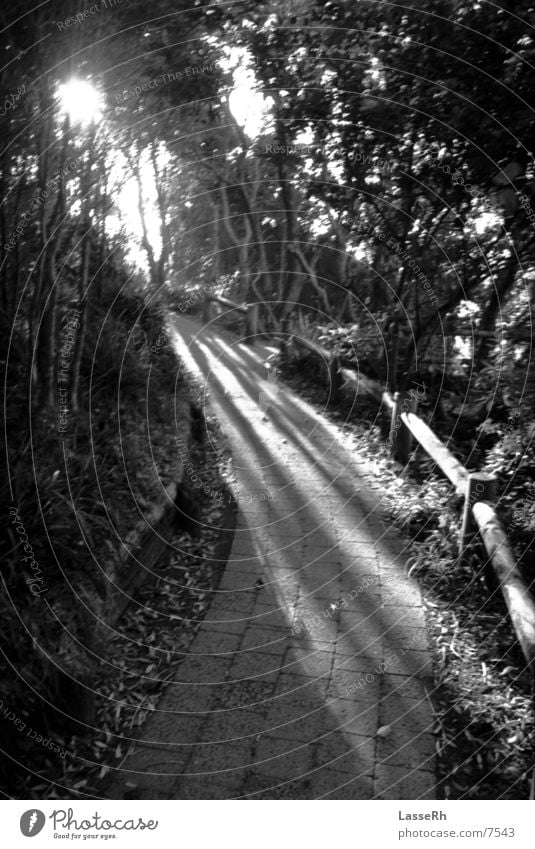 Sonnenstrahlen Byron Fußweg Licht Küste Australien Schwarzweißfoto