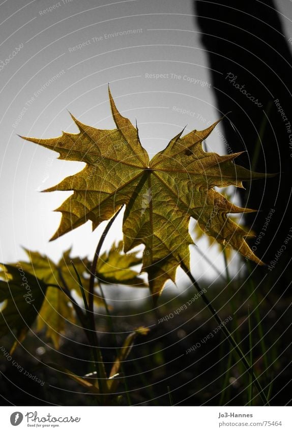 Erwachsen werden Blatt Baum Herbst klein Gefäße streben Wachstum groß Kastanienbaum neu Makroaufnahme Strukturen & Formen Leben Sonne Schatten alt Natur