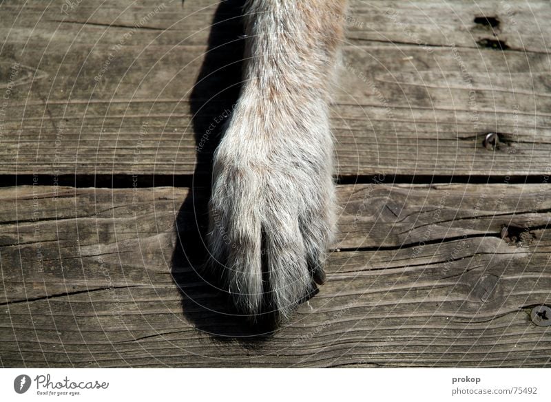 Grüße an den goldenen Schnitt Pfote Hund Holz Mischling grau Fuge Nagel braun Holzmehl alt Schatten dog paw