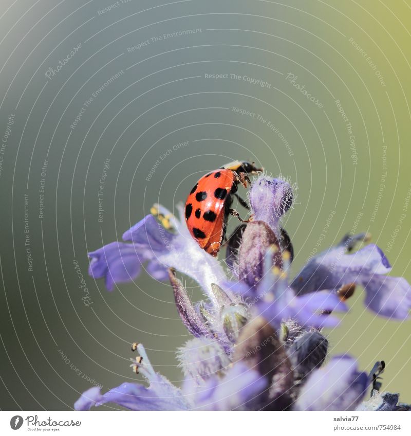 Sonnenbad Erholung ruhig Duft Umwelt Natur Pflanze Tier Frühling Sommer Schönes Wetter Blüte Wildpflanze Garten Wiese Wildtier Käfer 1 berühren Blühend krabbeln