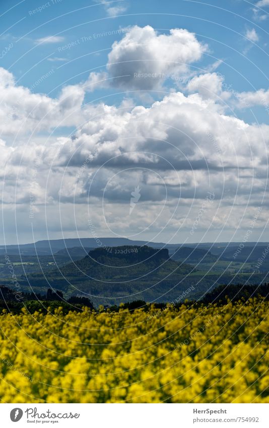 Schau ins Land Umwelt Natur Landschaft Himmel Wolken Frühling Schönes Wetter Pflanze Nutzpflanze Raps Rapsfeld Wald Hügel Felsen Sachsen Sächsische Schweiz