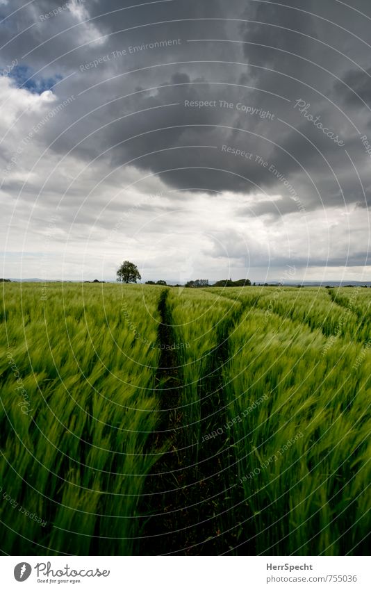 Barley field IV Umwelt Landschaft Himmel Wolken Gewitterwolken Frühling schlechtes Wetter Unwetter Wind Sturm Pflanze Baum Nutzpflanze Gerste Gerstenfeld