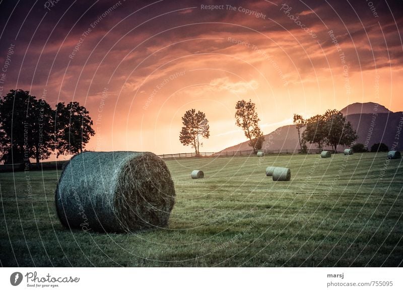 Erntedankfest | Schnell noch vor dem Unwetter! Landwirtschaft Natur Landschaft Himmel Wolken Gewitterwolken Horizont Sonnenaufgang Sonnenuntergang Sommer Herbst