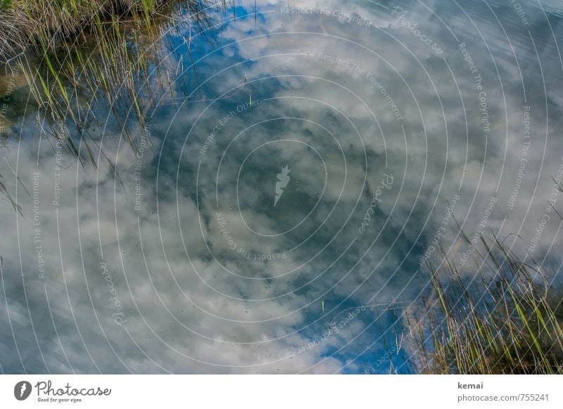 Natur im Spiegel Umwelt Pflanze Urelemente Wasser Himmel Wolken Sonnenlicht Sommer Schönes Wetter Sträucher Schilfrohr Teich See Seeufer Wachstum