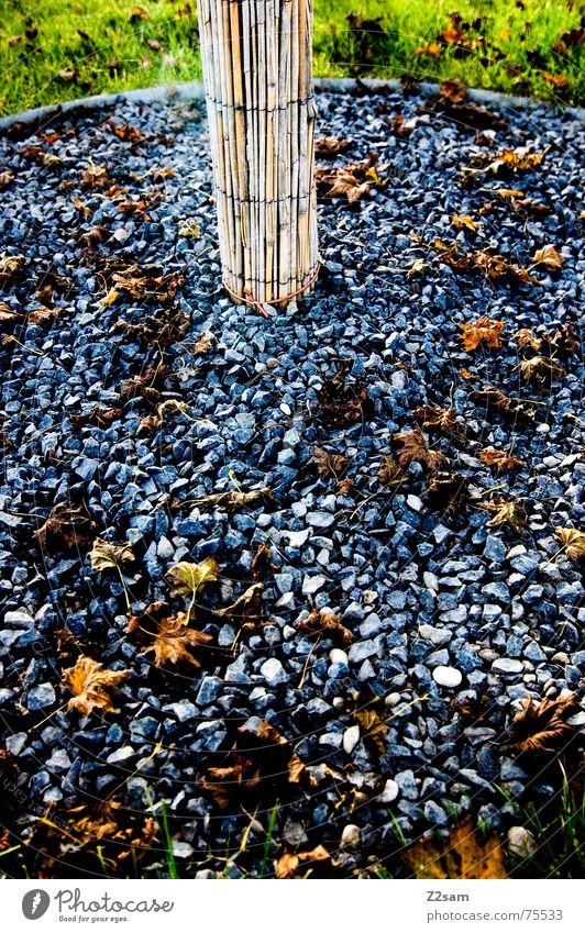 esoterik patch Esoterik Kies Holz Baum Wachstum Herbst Blatt grün Wiese Gras Natur Stein Bambusrohr Baumstamm Farbe