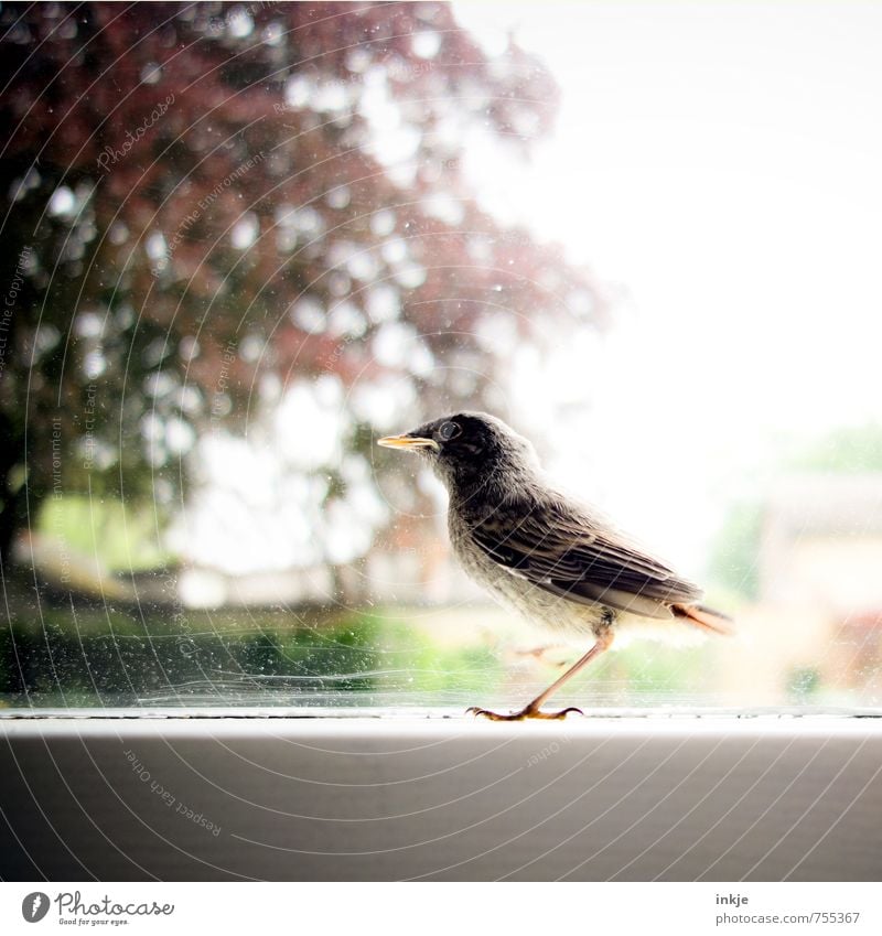 kleines Hausrotschwänzchen Umwelt Natur Pflanze Tier Frühling Sommer Schönes Wetter Baum Garten Park Menschenleer Fenster Vogel Hausrotschwanz Singvögel 1