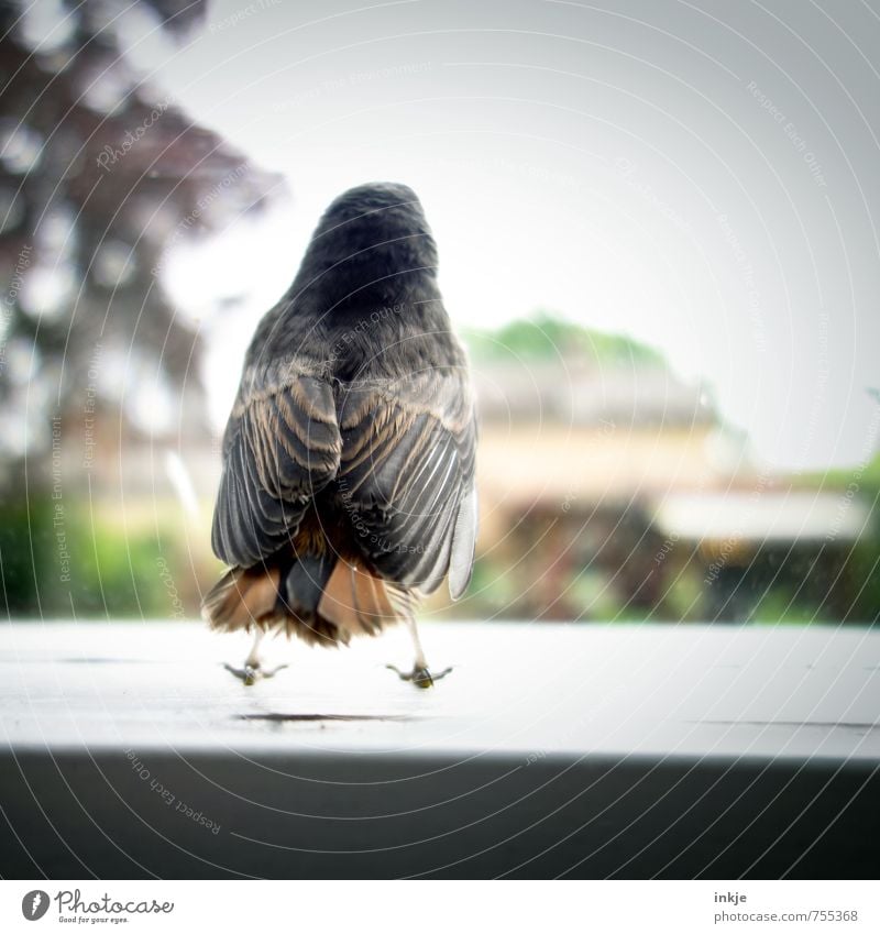 lass mich frei!! Umwelt Natur Tier Frühling Sommer Schönes Wetter Baum Garten Park Menschenleer Fenster Wildtier Vogel Hausrotschwanz Singvögel 1 Tierjunges