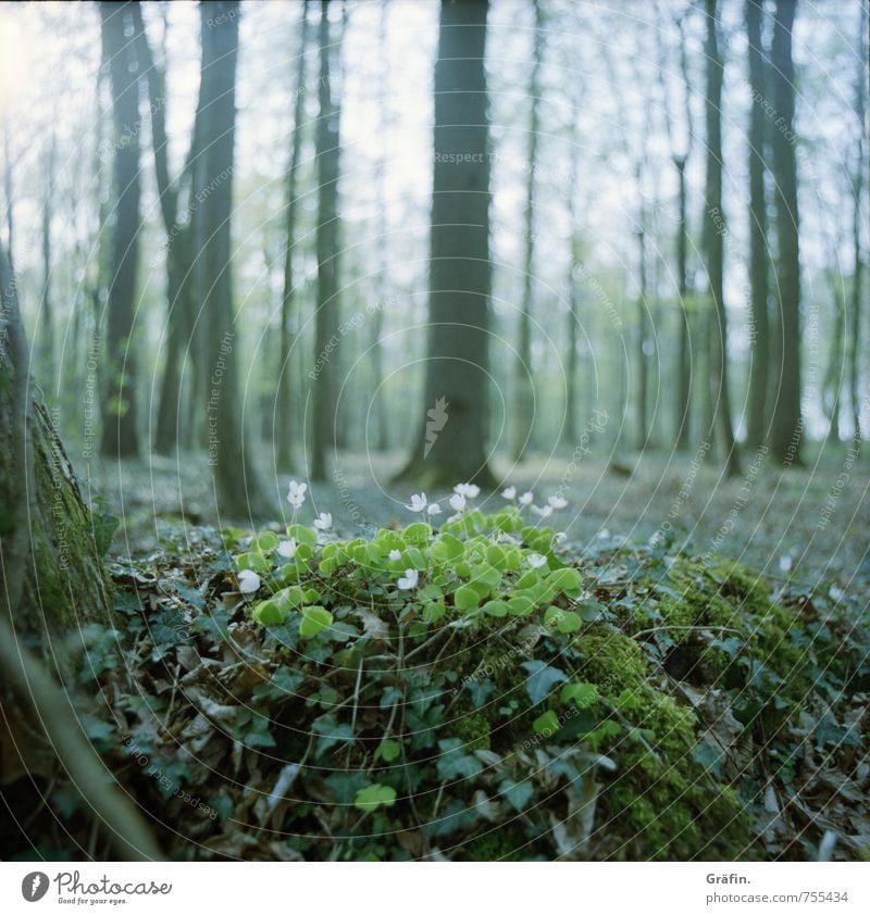 Frisches Grün Umwelt Landschaft Erde Frühling Baum Blume Gras Sträucher Moos Grünpflanze Wildpflanze Wald Blühend entdecken Wachstum grün Frühlingsgefühle