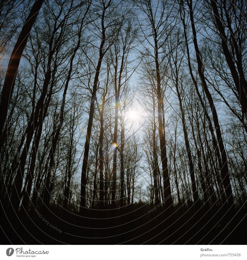 tschüß, liebe Anne! - Der Weg ins Licht Umwelt Natur Sonne Sonnenlicht Frühling Schönes Wetter Baum Wald entdecken glänzend leuchten träumen Wachstum gigantisch