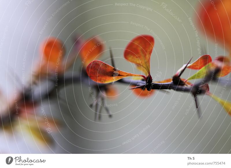 Pflanze Natur Blühend ästhetisch authentisch einfach elegant natürlich Gelassenheit geduldig ruhig Blatt mehrfarbig harmonisch schön Farbe Farbfoto