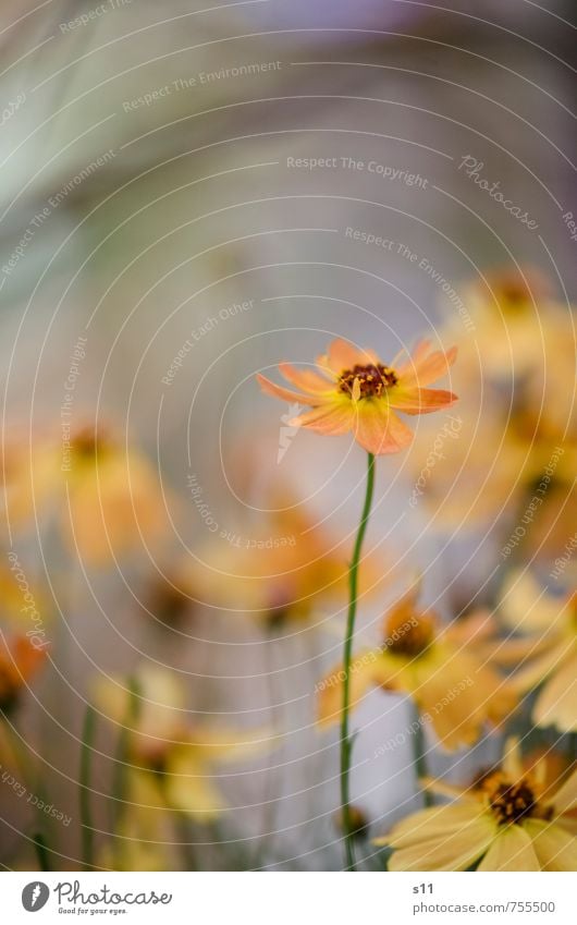 BlumenMarkt Natur Pflanze Frühling Sommer Blüte Garten Park ästhetisch Duft elegant Freundlichkeit natürlich schön wild gelb grün orange Lebensfreude Farbfoto