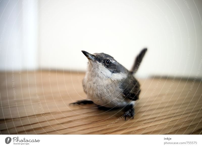 ...tschilp?... Menschenleer Holzfußboden Tier Wildtier Vogel 1 Tierjunges hocken Blick sitzen warten Neugier niedlich Gefühle Vertrauen Interesse entdecken