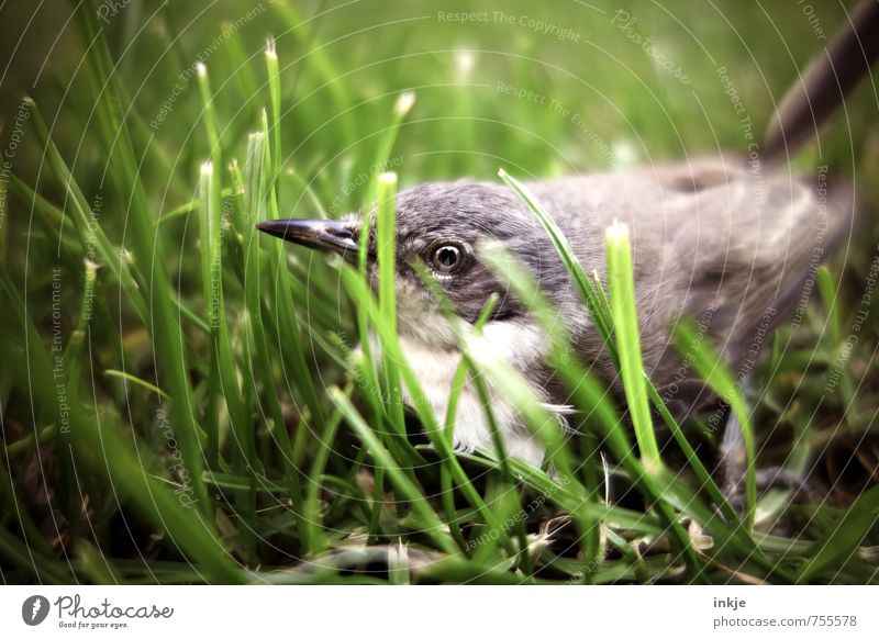 ....mama?.... Tier Frühling Sommer Gras Garten Wiese Wildtier Vogel 1 Tierjunges hocken warten klein grün Gefühle Vertrauen Schutz Tierliebe achtsam Wachsamkeit