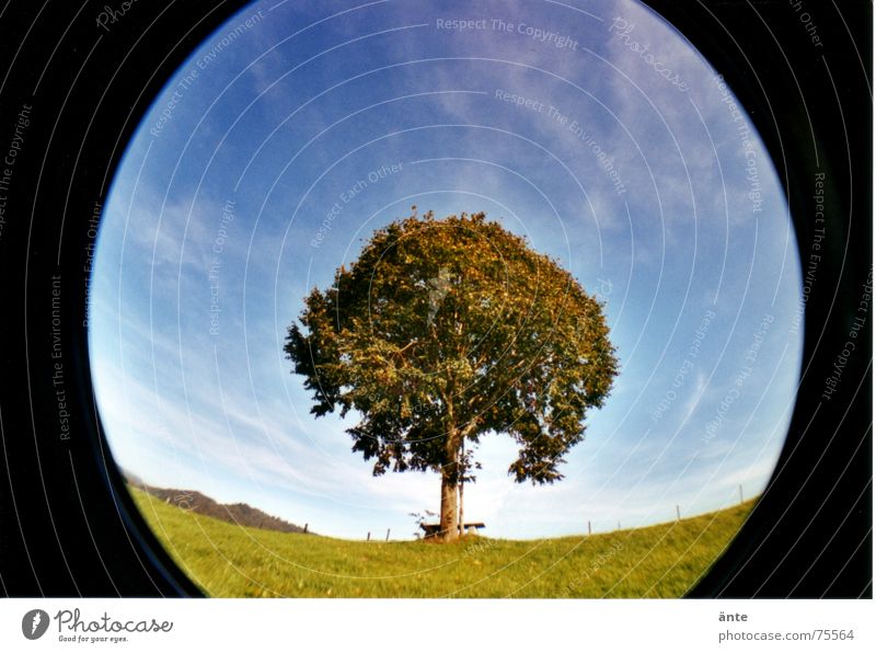 fast rund Cirrus Emmental Baum einzeln Einsamkeit Wiese grün Blatt Linde Hügel Baumkrone Sommer Herbst Spaziergang Verzerrung Lomografie Fischauge Himmel