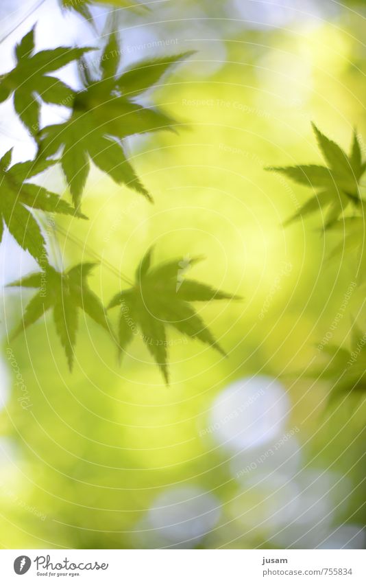 Beglückendes Bäumchen Umwelt Natur Pflanze Sommer Schönes Wetter Hanf Blatt Grünpflanze Stimmung Glück Lebensfreude Warmherzigkeit Begierde Wollust Drogensucht