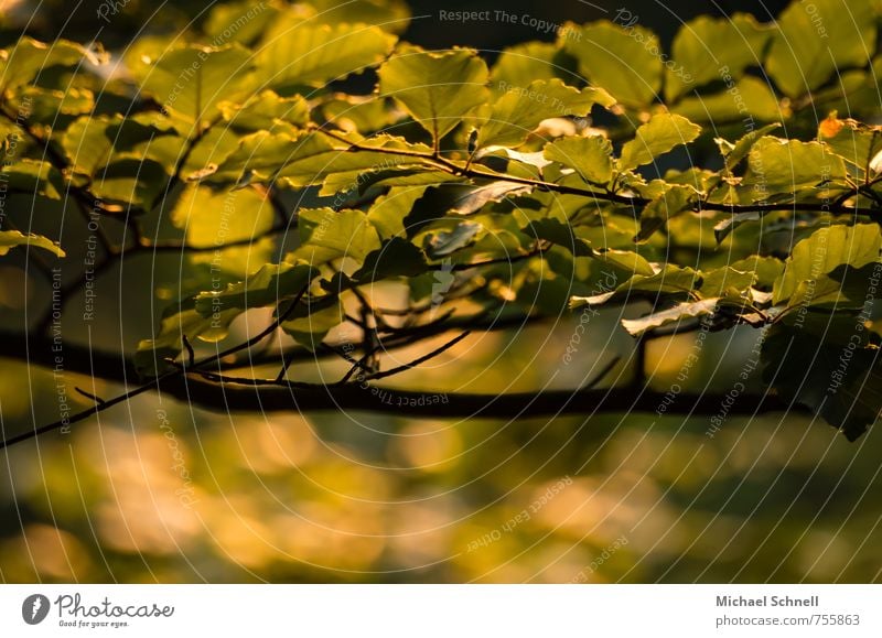 Buchenblätter Natur Pflanze Sonnenlicht Frühling Schönes Wetter Baum Blatt Wald gelb grün Schutz friedlich Buchenblatt Außenaufnahme Lichterscheinung