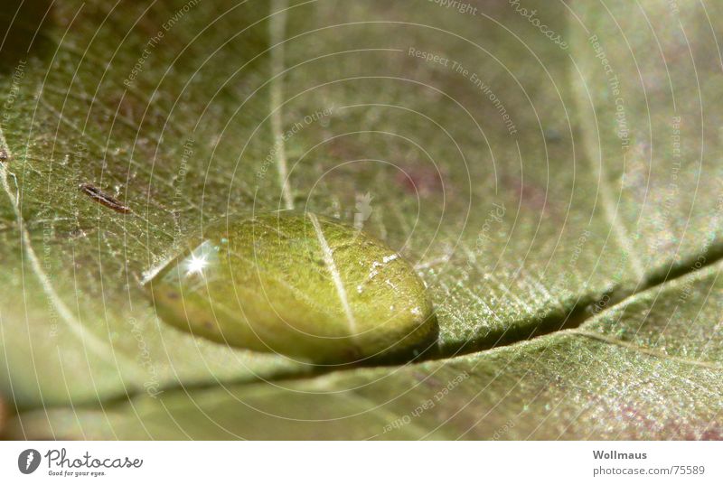 schluck wasser in der kurve Blatt grün nass feucht Wasser Wassertropfen Regen Natur Makroaufnahme