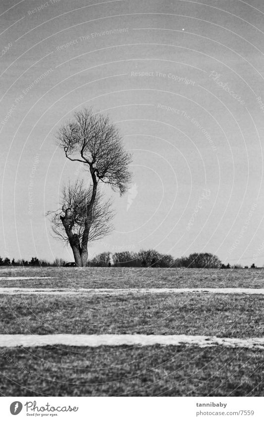 trist Baum Trauer Schwarzweißfoto Schnee Traurigkeit