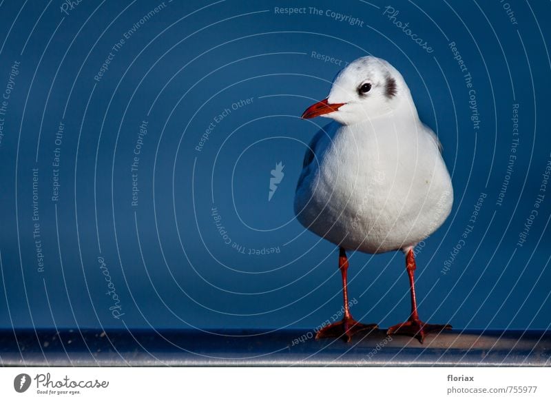 die möwe schaut sich um. Ferien & Urlaub & Reisen Tier Fluss Wildtier Vogel Tiergesicht 1 beobachten sitzen warten maritim blau rot silber weiß Glück