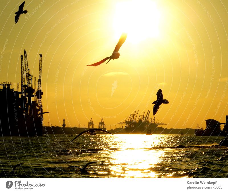 Nordish by Nature... Lifestyle Sommer Sonne Wellen Fähre Hafen Hamburg Kultur Wasser Schönes Wetter Wind Fluss Wasserfahrzeug Tier Möwe Vogel Tiergruppe Schwarm