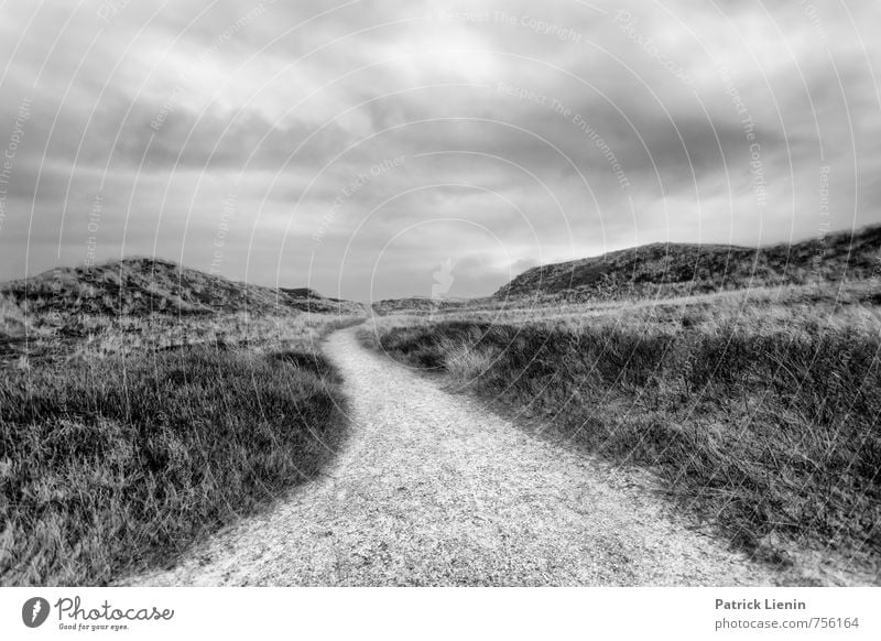 Immer der Nase nach Umwelt Natur Landschaft Urelemente Himmel Wolken Gewitterwolken Sommer Wetter Schönes Wetter schlechtes Wetter Unwetter Wind Sturm Pflanze