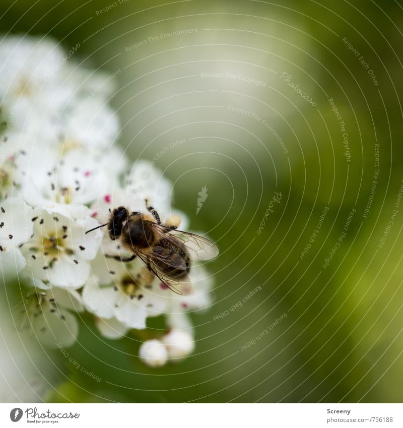 Die Sammlerin Natur Pflanze Tier Frühling Blume Blüte Wiese Feld Biene 1 Blühend Duft fliegen Wachstum klein braun gelb grün weiß Frühlingsgefühle Pollen