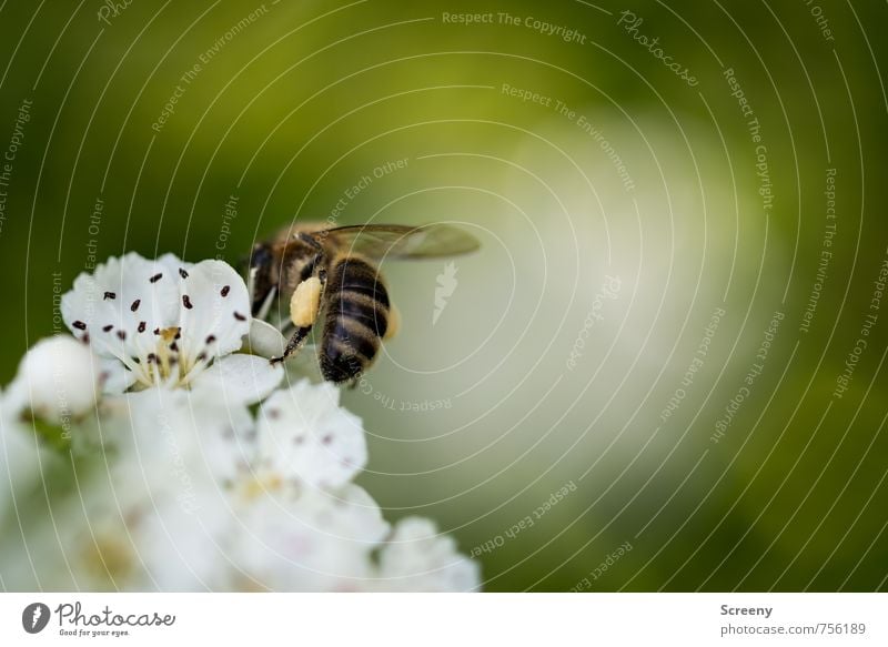 Backpack Natur Pflanze Tier Blume Blüte Wiese Feld Biene 1 Blühend Duft fliegen Wachstum klein braun gelb grün weiß Frühlingsgefühle Pollen Sammlung bestäuben