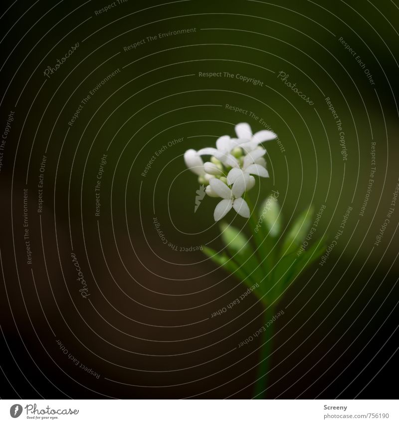 Zartmeister Natur Pflanze Frühling Blume Blatt Blüte Wildpflanze Waldmeister Blühend Duft Wachstum elegant klein grün weiß Frühlingsgefühle schön ruhig Farbfoto