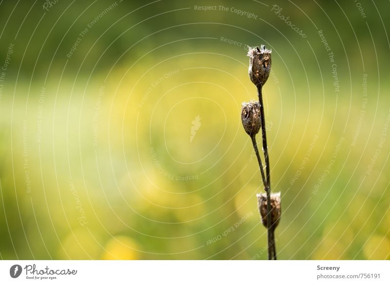 Vertrocknet Natur Landschaft Pflanze Frühling Sträucher Wiese Feld dehydrieren wild braun gelb grün Gelassenheit ruhig Farbfoto Nahaufnahme Detailaufnahme