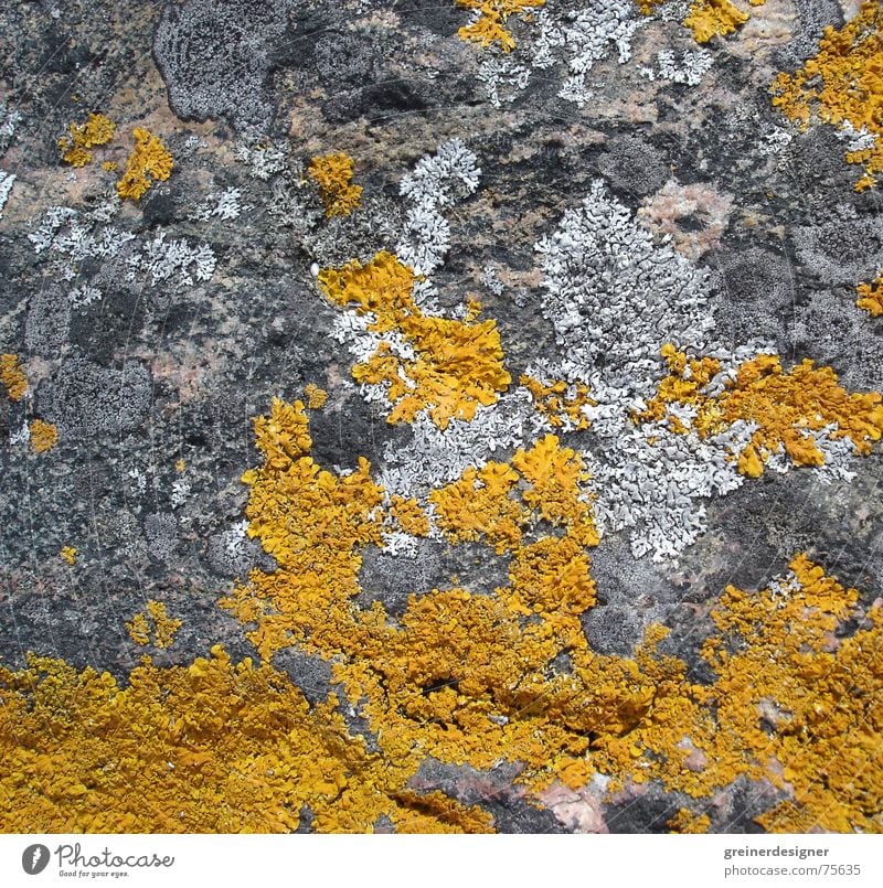 Farbklecks gelb Hintergrundbild Strukturen & Formen abstrakt Natur binden Pflanze Farbe Felsen Stein stuktur abstrakte kunst naturkunst naturgemälde