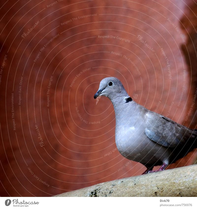 Taube auf barockem Brunnen Herbst Schönes Wetter Sevilla Spanien Haus Mauer Wand Tier Wildtier Vogel Türkentaube 1 Stein beobachten hocken Blick sitzen warten