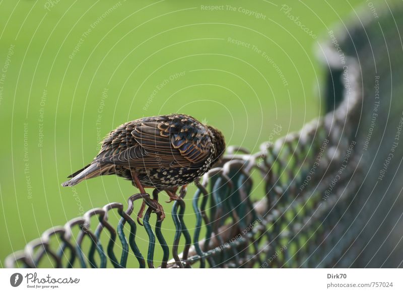 Ich duck' mich weg ... Natur Tier Gras Paris Frankreich Park Zaun Drahtzaun Maschendrahtzaun Wildtier Vogel Singvögel Star 1 Metall hocken Blick sitzen klein