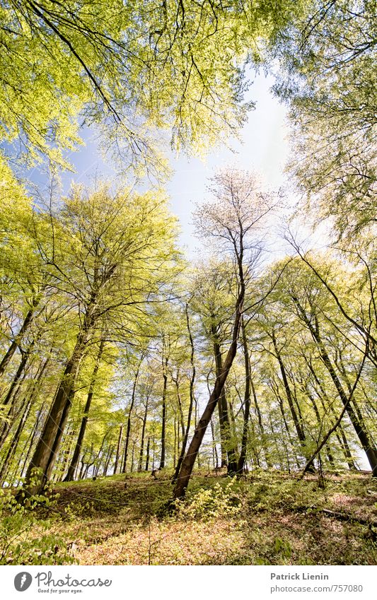 Frühlingswald Wellness Leben harmonisch Wohlgefühl Zufriedenheit Sinnesorgane Erholung ruhig Ferien & Urlaub & Reisen Tourismus Ausflug Abenteuer Ferne Freiheit