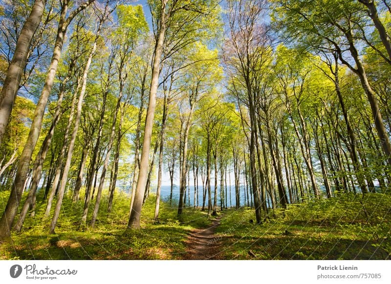 Frühling auf Rügen Wellness harmonisch Zufriedenheit Sinnesorgane Ferien & Urlaub & Reisen Tourismus Ausflug Abenteuer Ferne Freiheit Sonne wandern Umwelt Natur