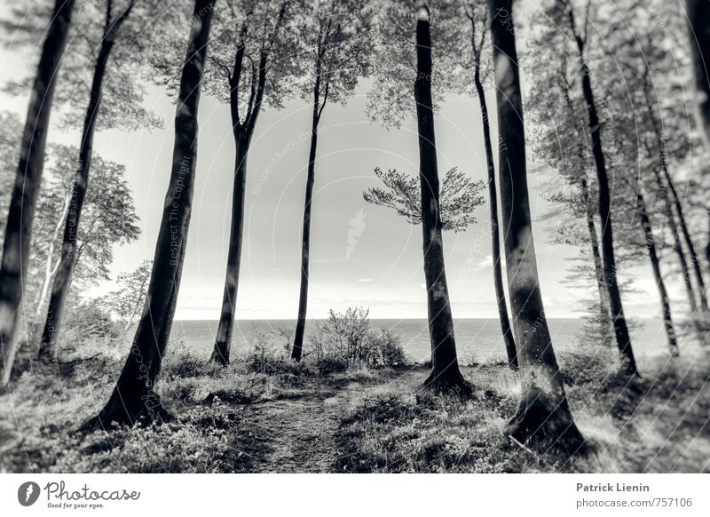 place with a view Umwelt Natur Landschaft Urelemente Luft Wasser Himmel Sommer Wetter Schönes Wetter Pflanze Baum Wald Küste Riff Ostsee Meer Insel